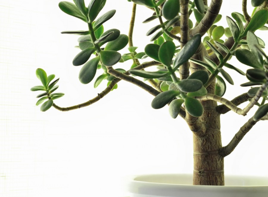 Quelles sont les différentes interprétations de l'arbre de Jade dans les différentes cultures ?